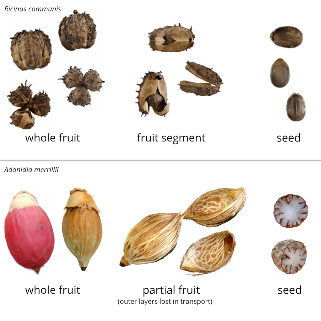 Fruits Fruit And Seed Family ID