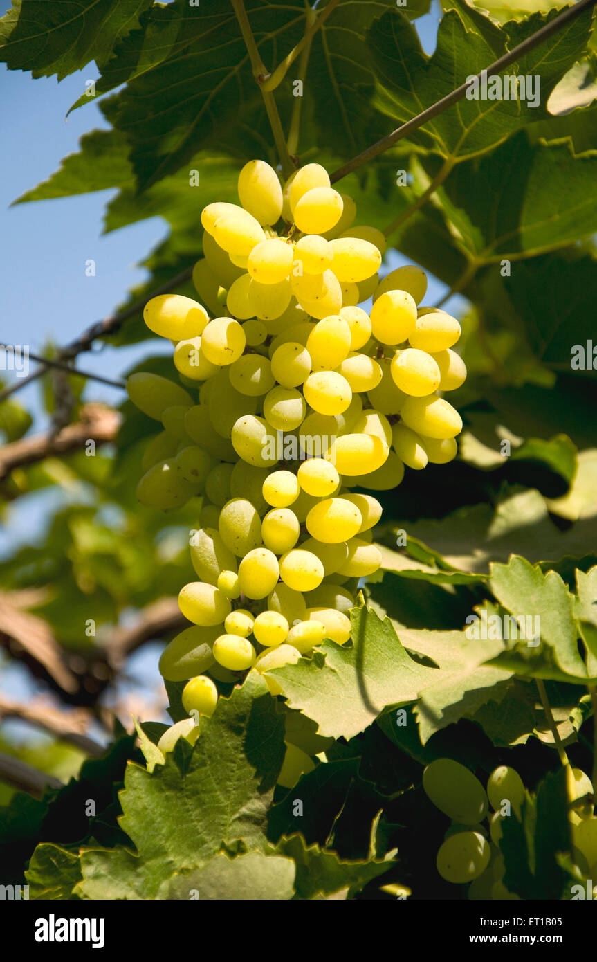 Fruits In Bunches Closeup Hi res Stock Photography And Images Alamy
