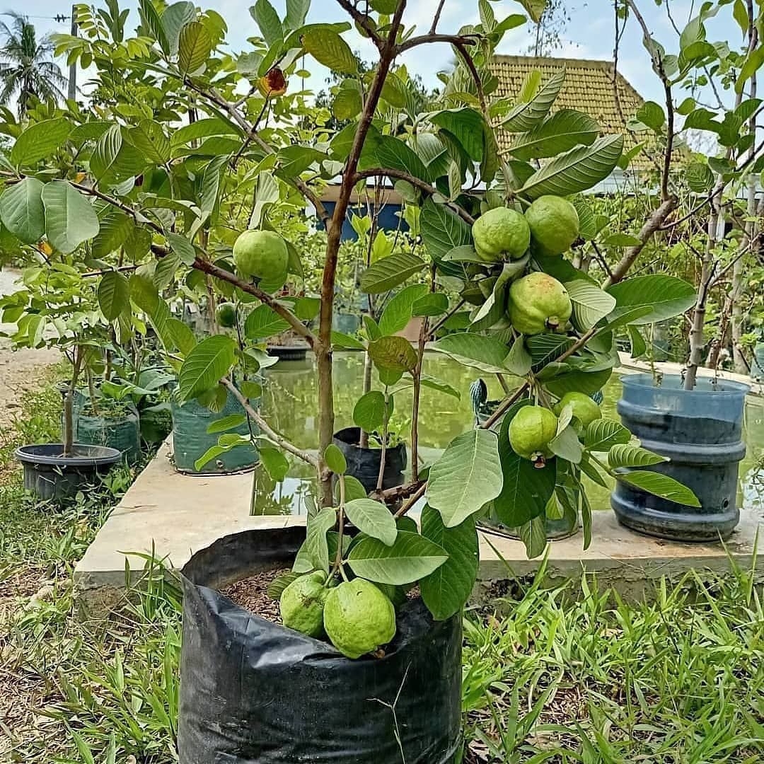 Full Sun Exposure Fruit Plants For Outdoor At 200 plant In Ahmedabad ID 22919923730