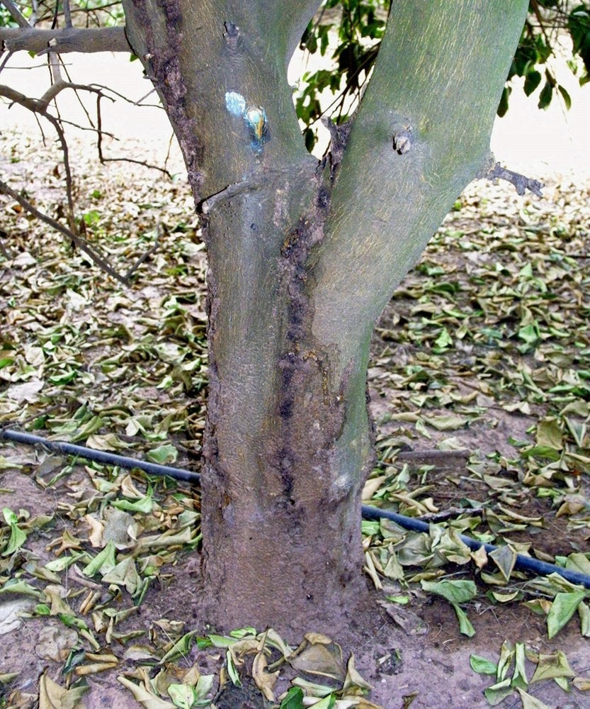 Fungal Diseases Of Citrus International Organization Of Citrus 