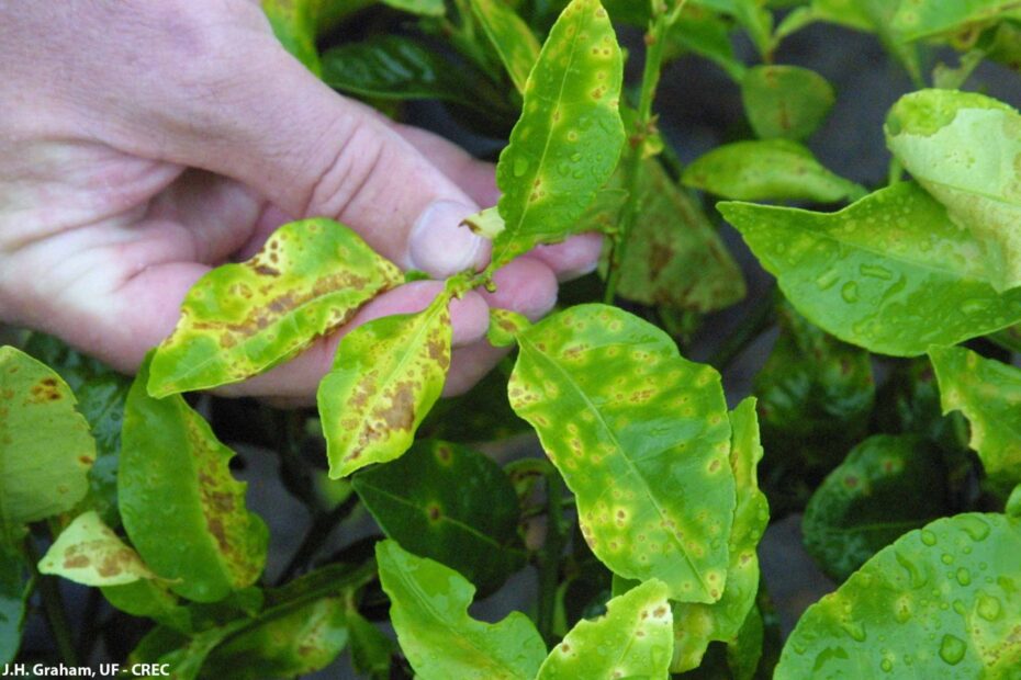 Gallery Citrus Diseases