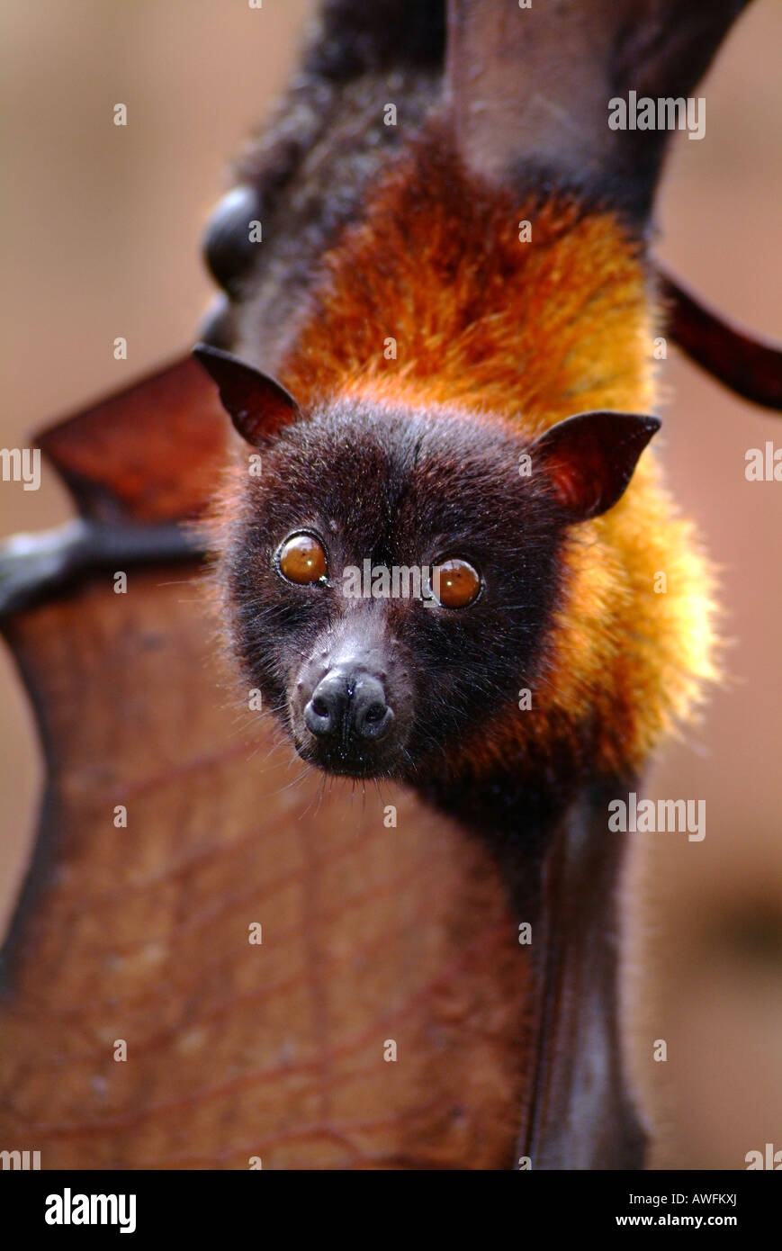 Giant Fruit Bat Stock Photo Alamy