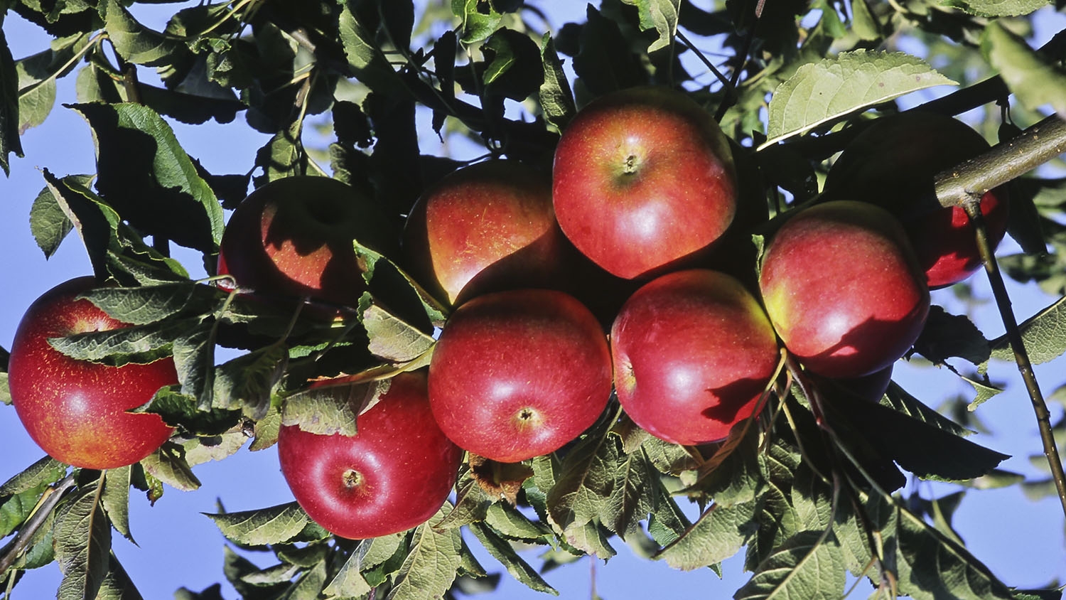 free pictures of fruit trees
