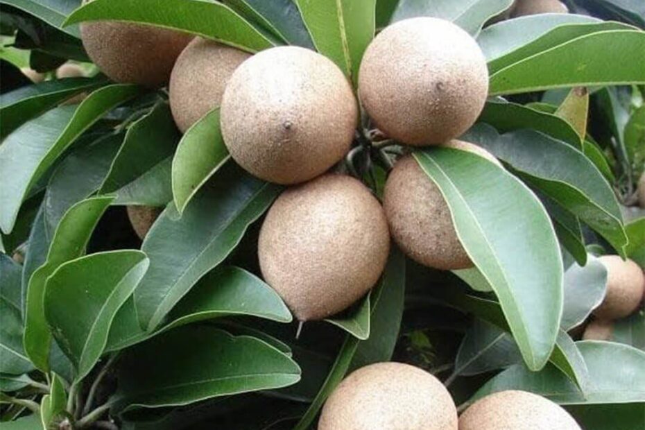 Grafted Chikoo Fruit Plant Royals Plant