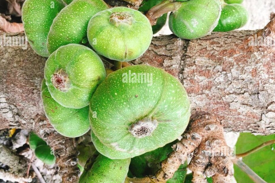Green Fig Fruit On Tree In Asia Stock Photo Alamy