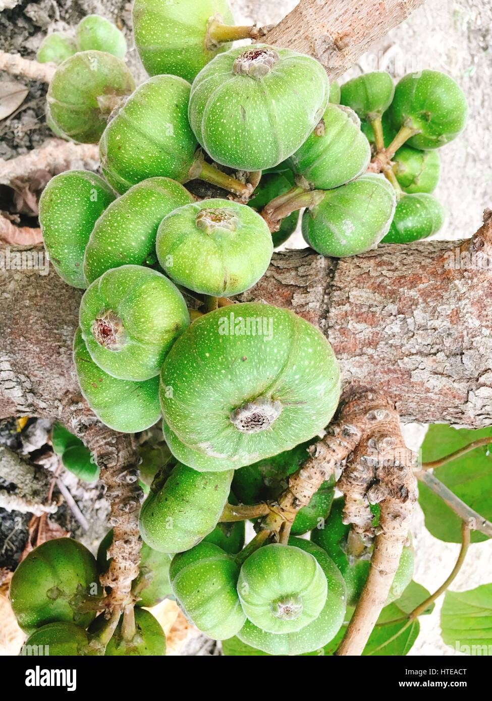 Green Fig Fruit On Tree In Asia Stock Photo Alamy