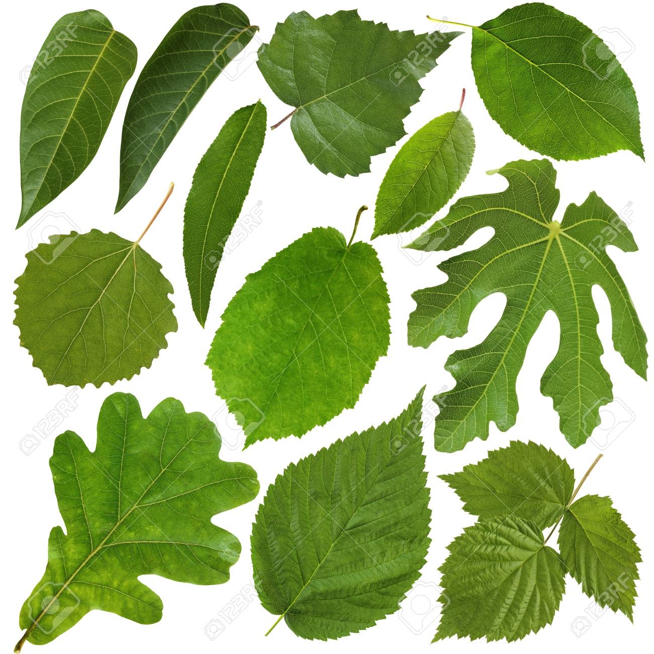 Green Leaf Isolated On White Background Collection Of Leaves Of Forest And Fruit Trees Herbarium Stock Photo Picture And Royalty Free Image Image 98724202 