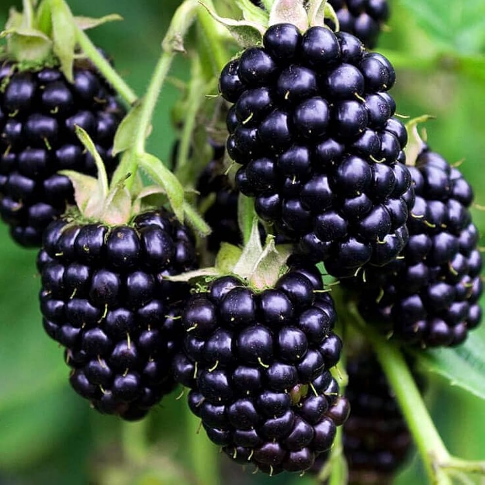 GreenEarth Original Sweet BlackBerry Fruit Plant All Season Rare Tropical Fruit Live Plant 