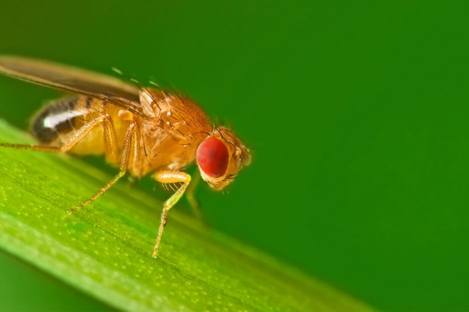 Have All Your Fruit Fly Questions Answered