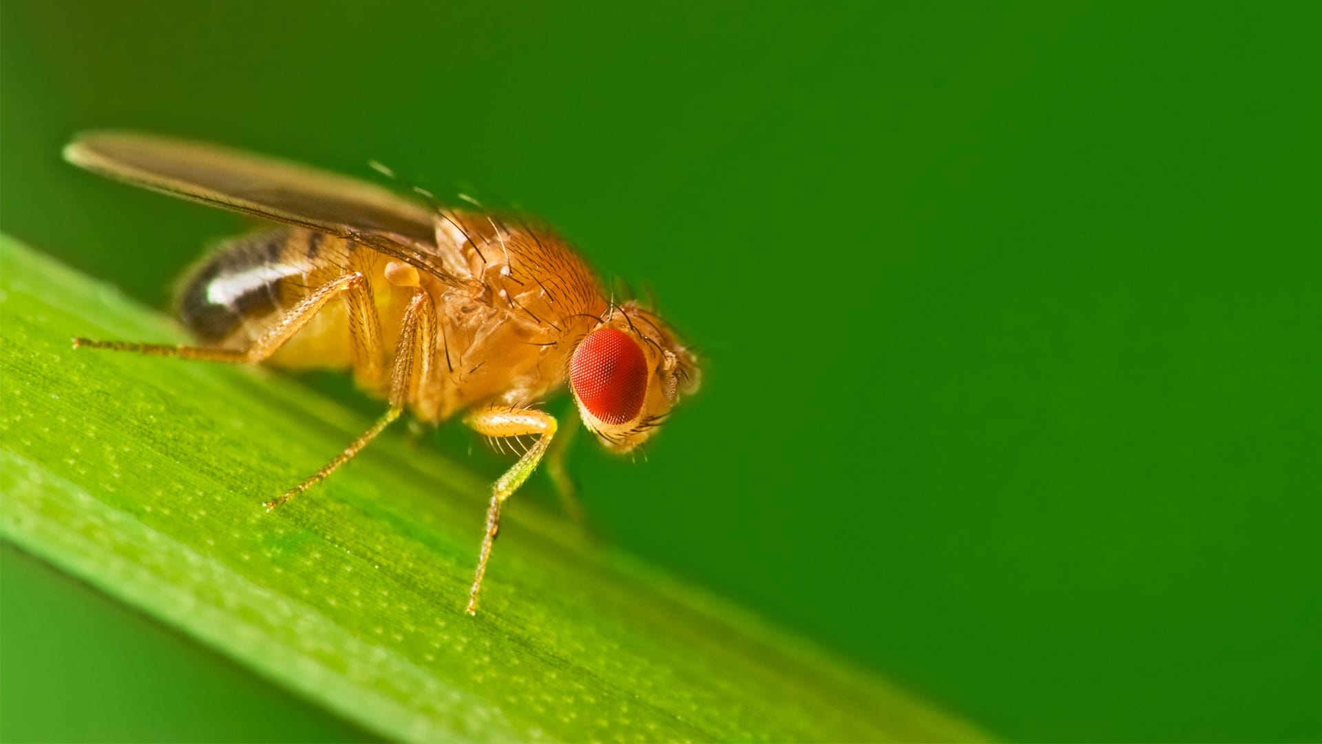 Have All Your Fruit Fly Questions Answered