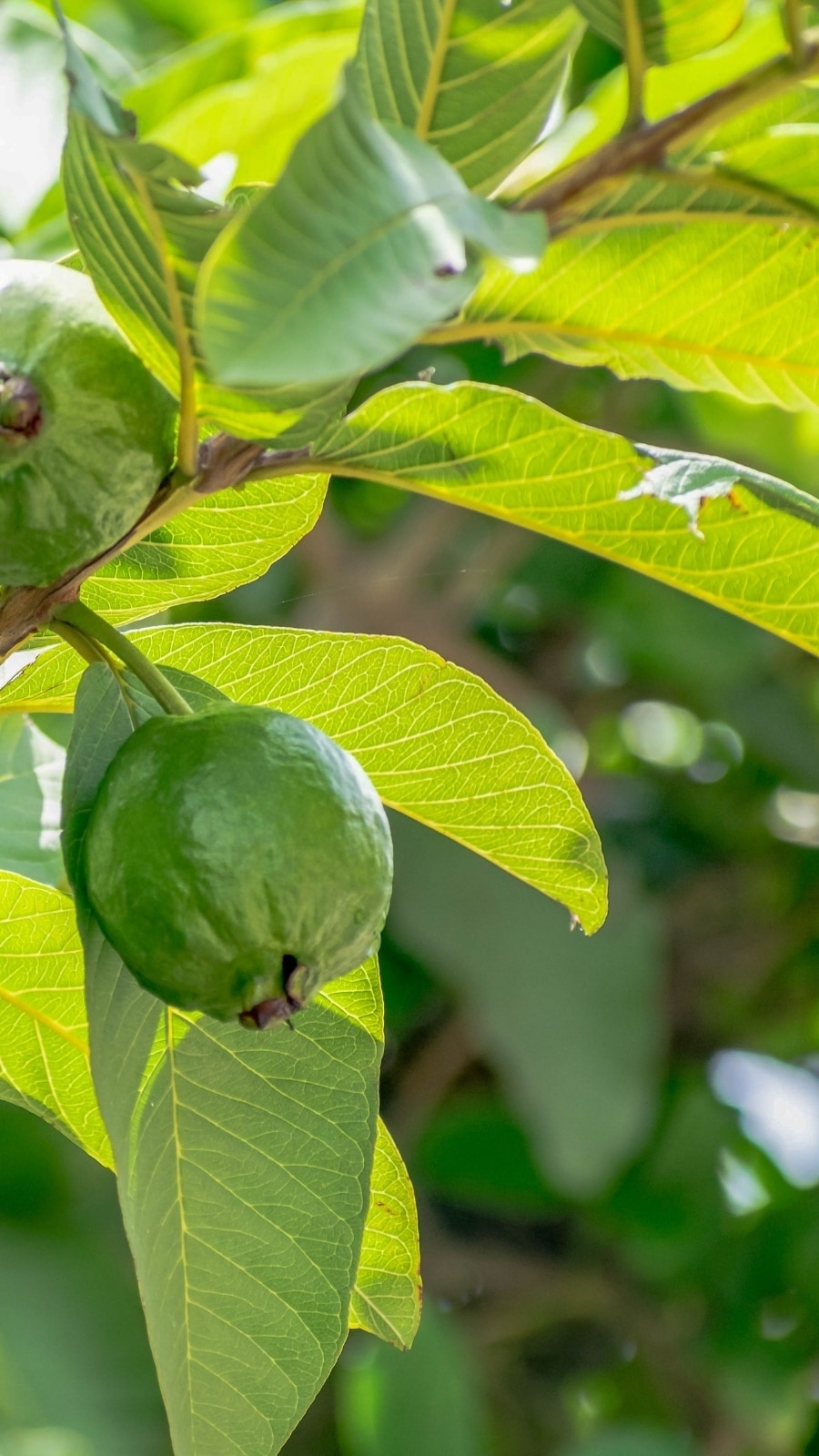 Health Benefits Of Fruit Leaves Control Blood Sugar Reduce Stress