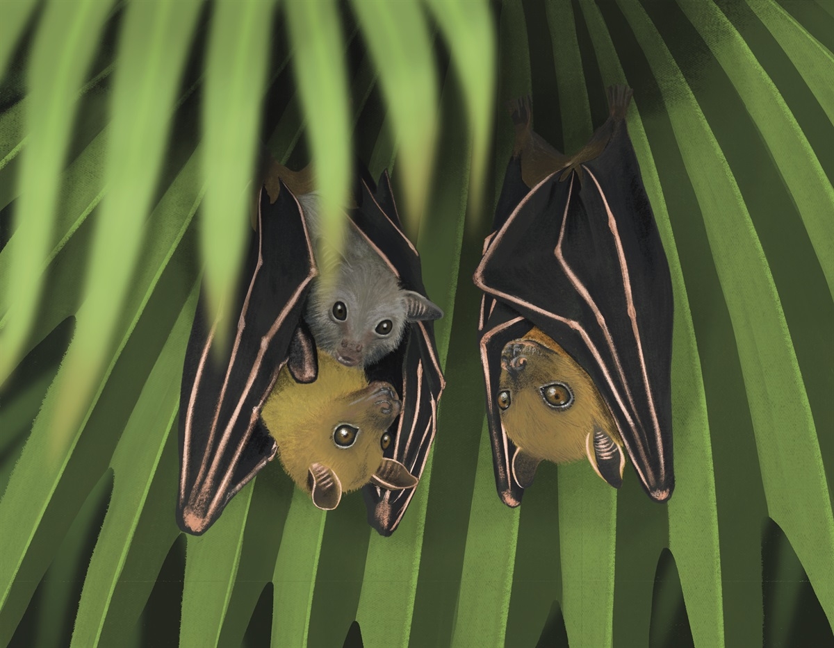 HKBIH Iconic Species Short nosed Fruit Bat