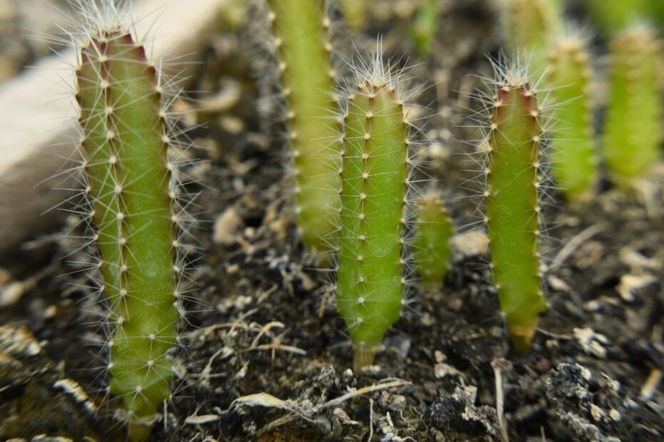 How Fast Do Dragon Fruit Trees Grow