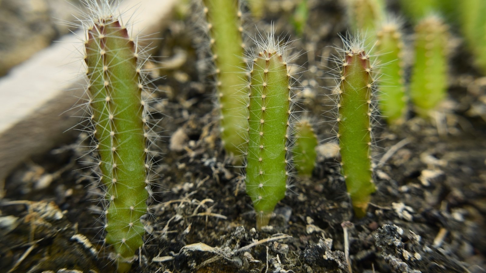 How Fast Do Dragon Fruit Trees Grow 