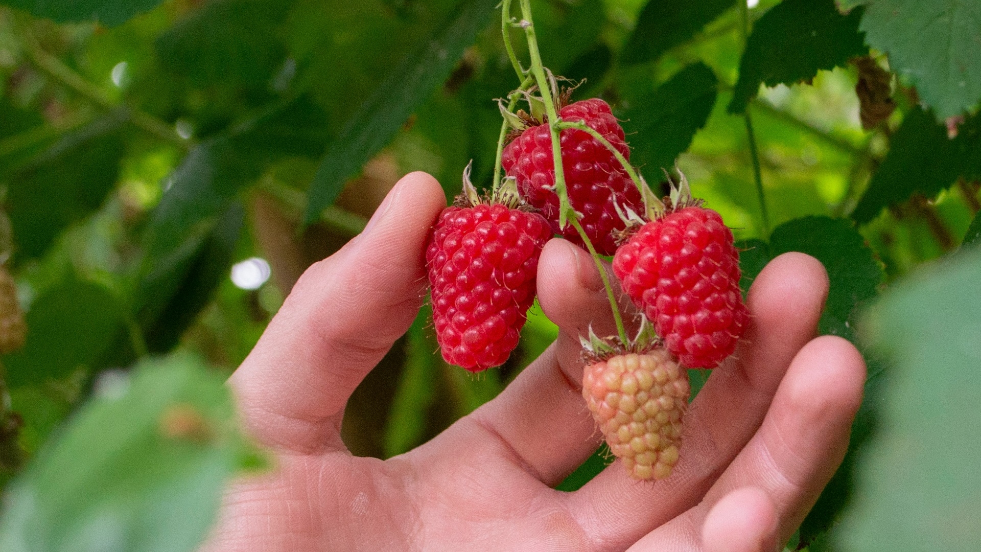 How Raspberries Grow From Pollination To Harvest Beekers Berries