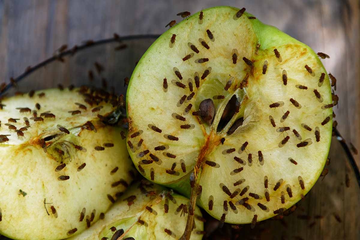 How To Control Fruit Flies In The Garden And Indoors Gardener s Path