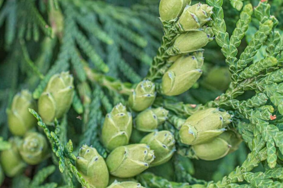 How To Cook With Cedar Cones