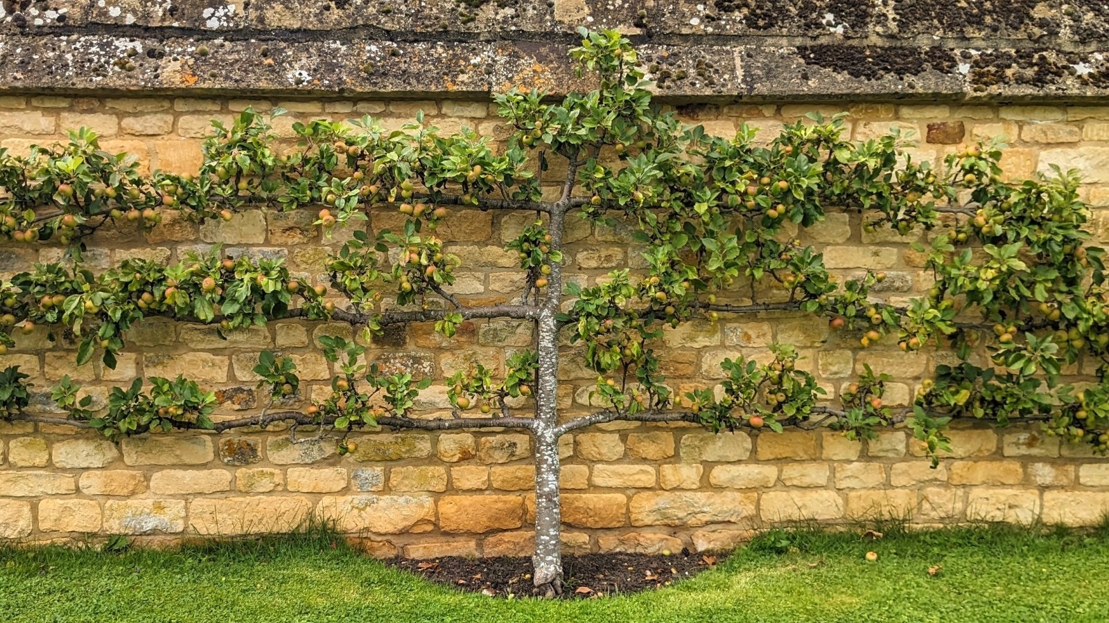 espalier fruit trees pictures