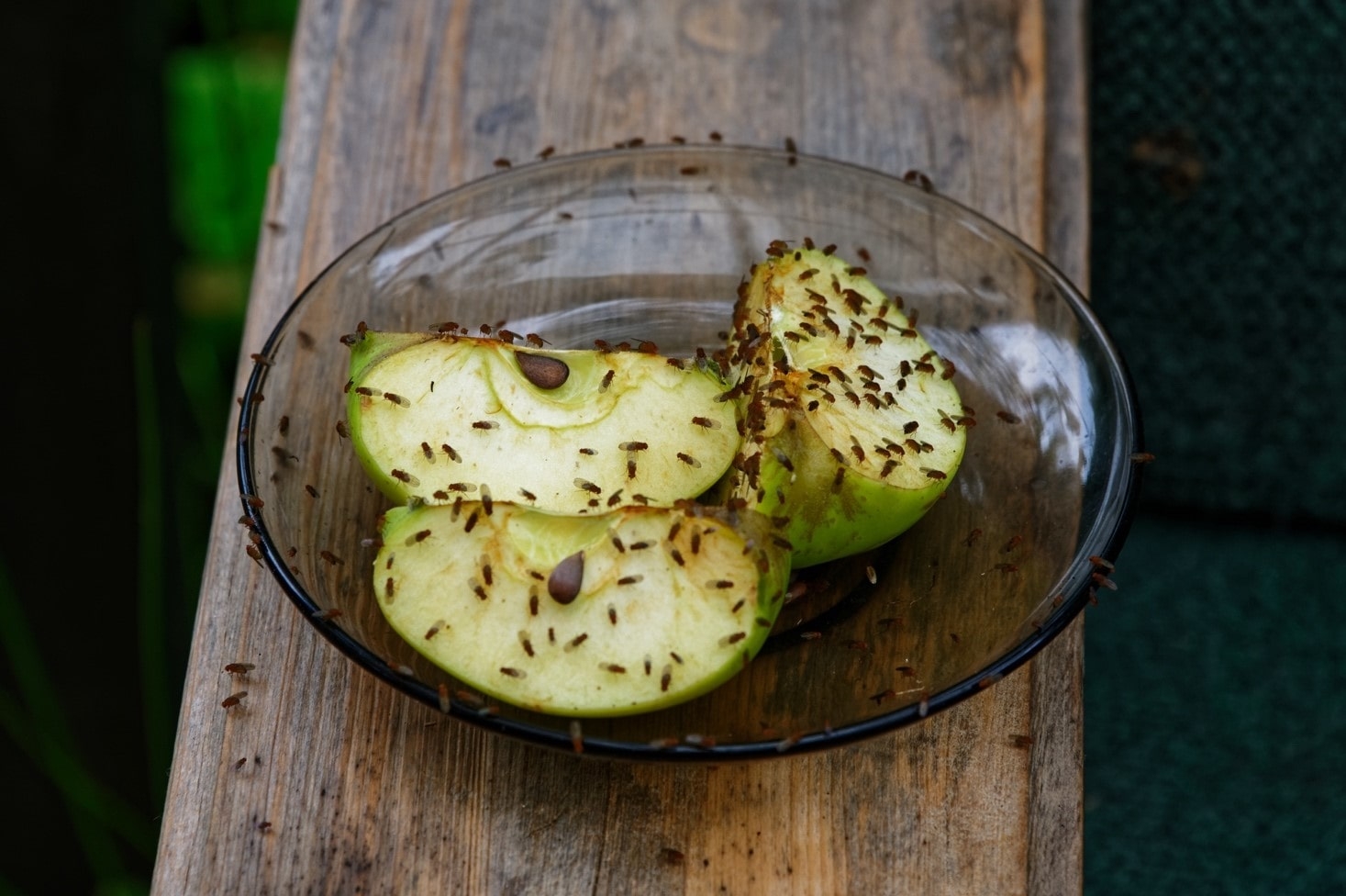 fruit bugs pictures