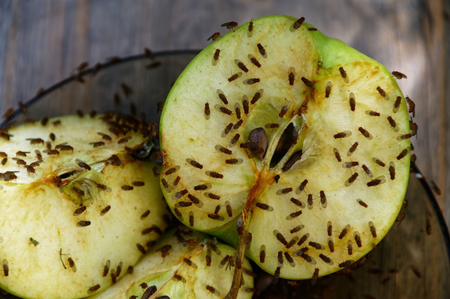 How To Get Rid Of Fruit Flies Plantura
