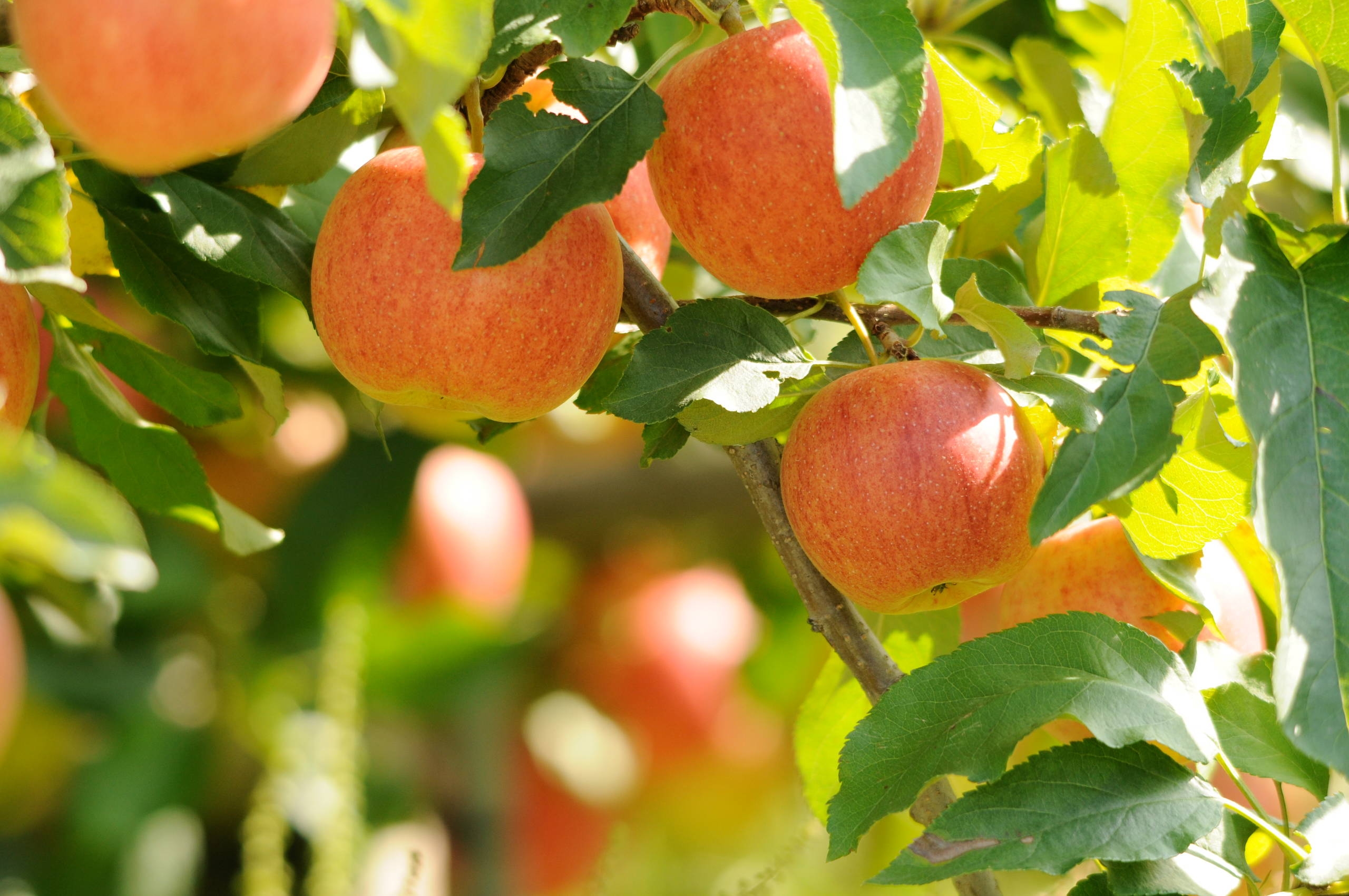 beautiful fruit trees pictures