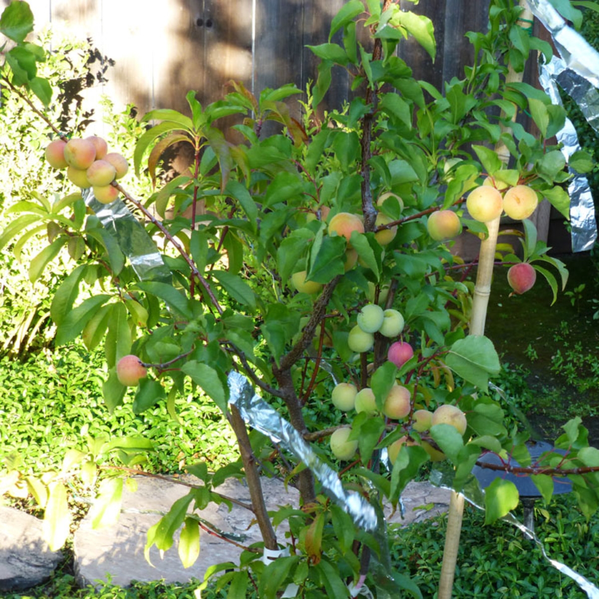How To Grow 4 Types Of Fruit On The Same Tree Dengarden