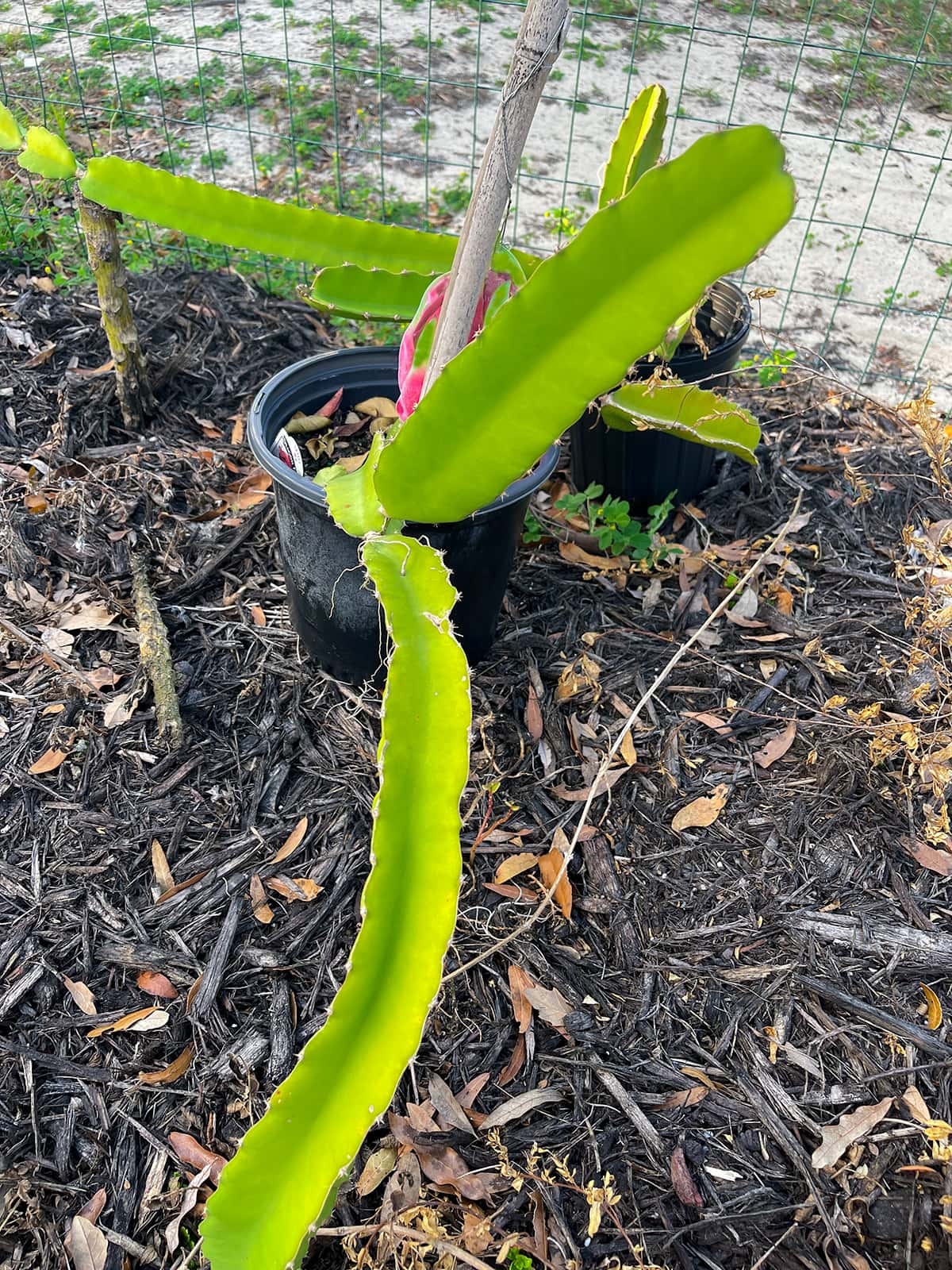 dragon fruit plant growth stages pictures