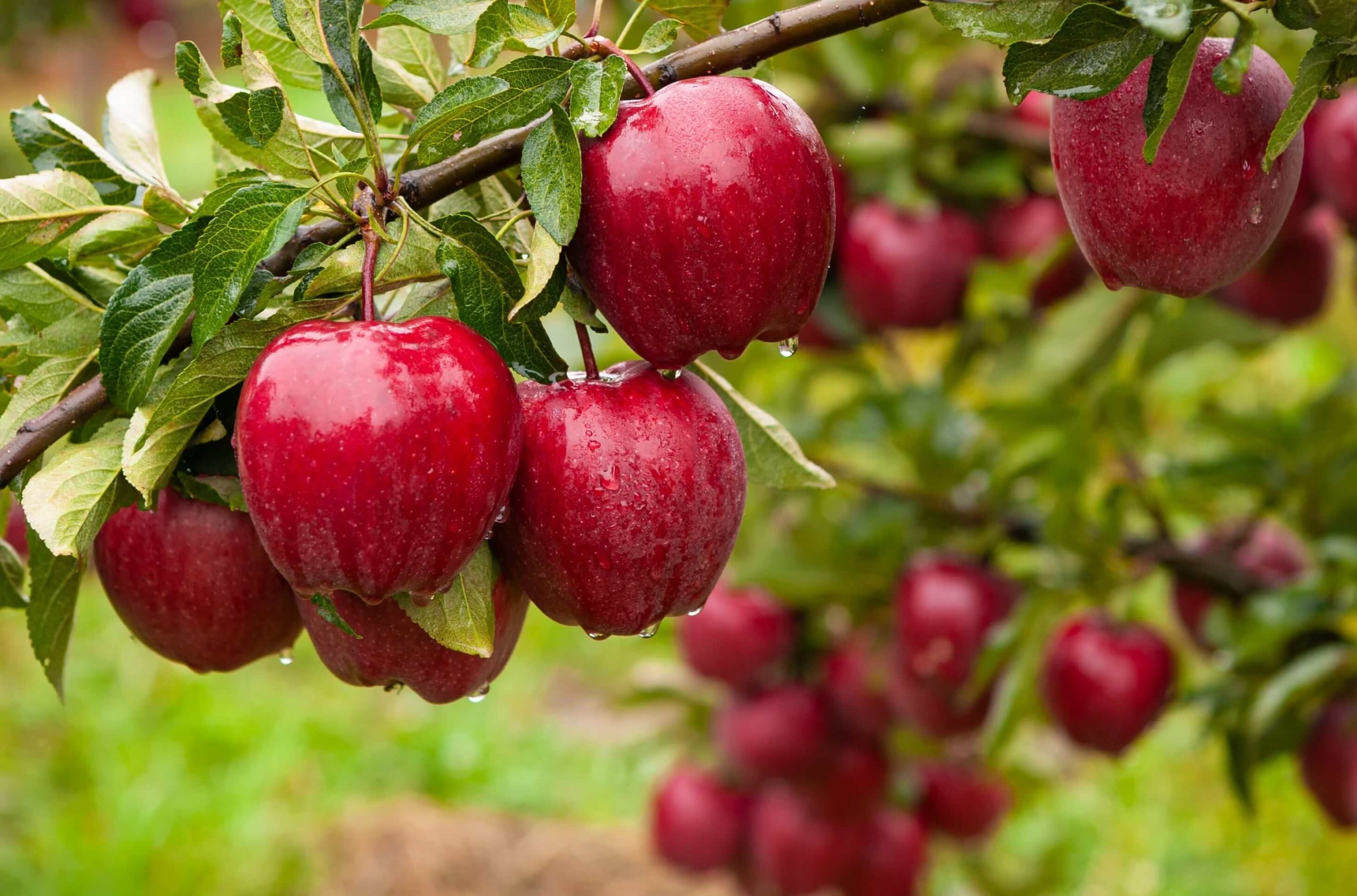 fruit plants pictures