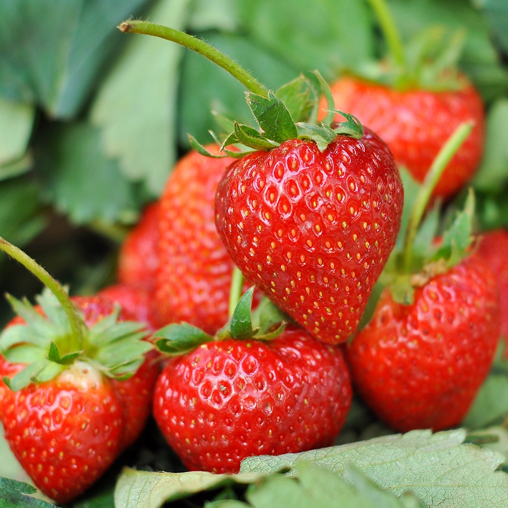 How To Grow Fruit The Home Depot