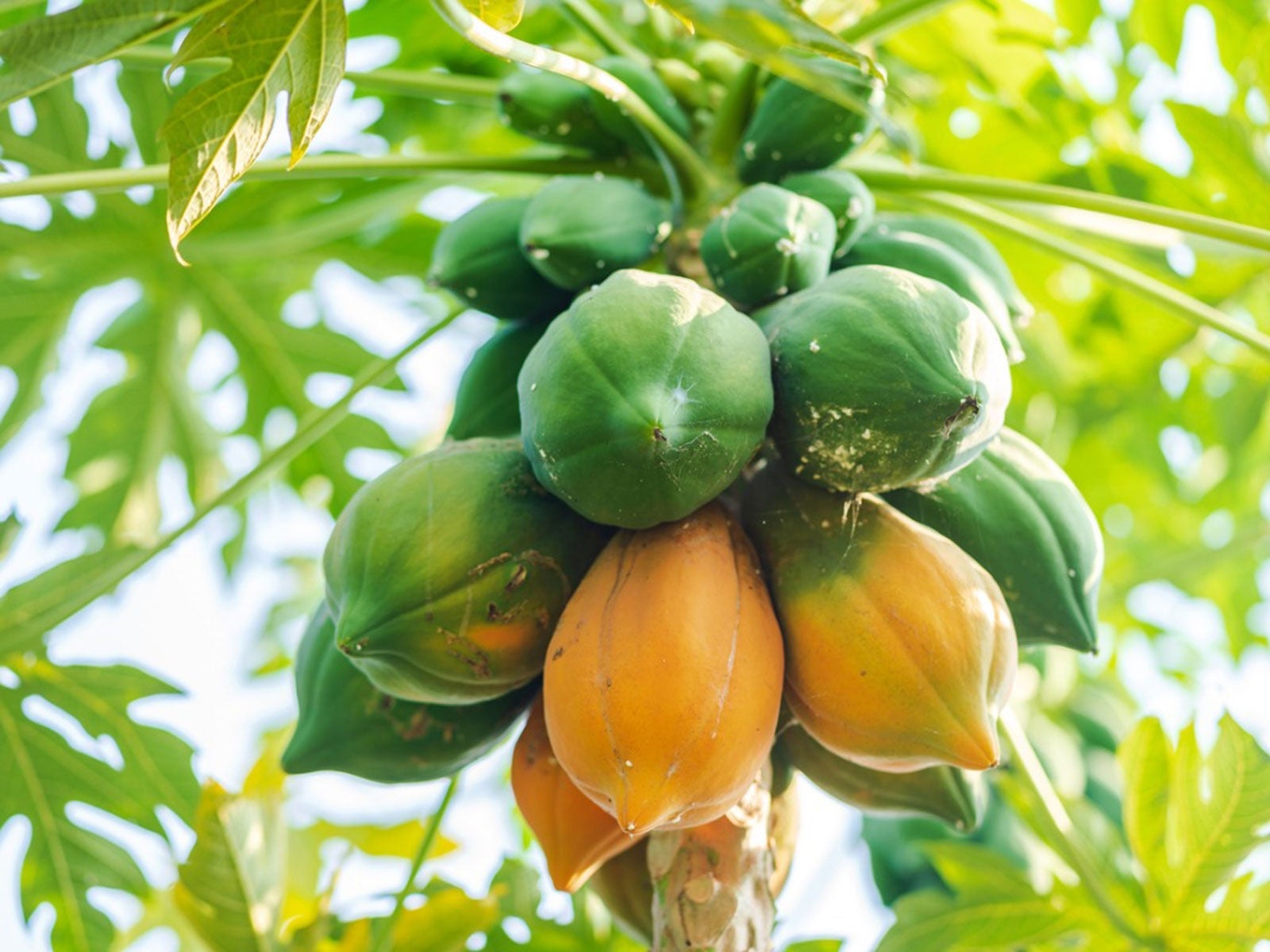 pictures of papaya fruit