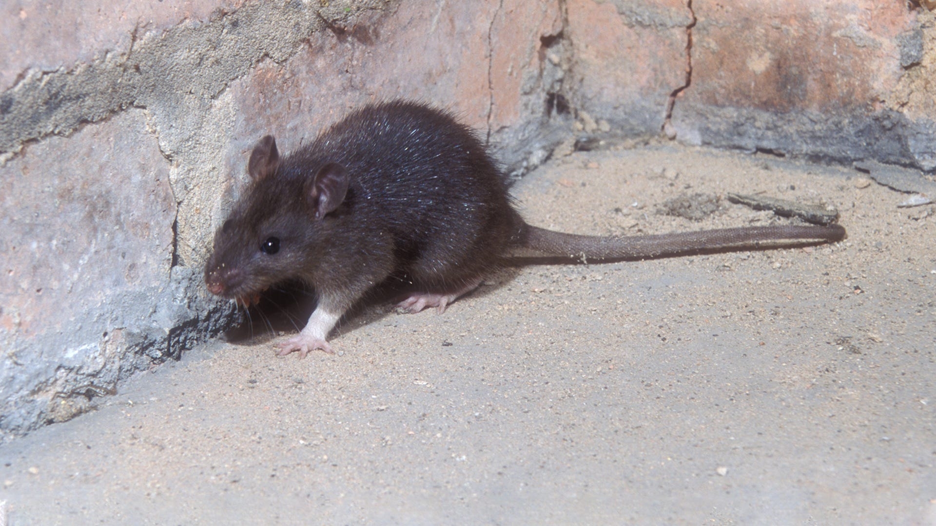 fruit rat pictures