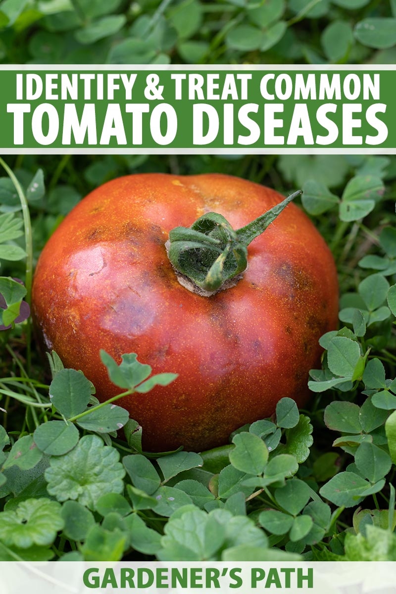 tomato fruit diseases identification pictures