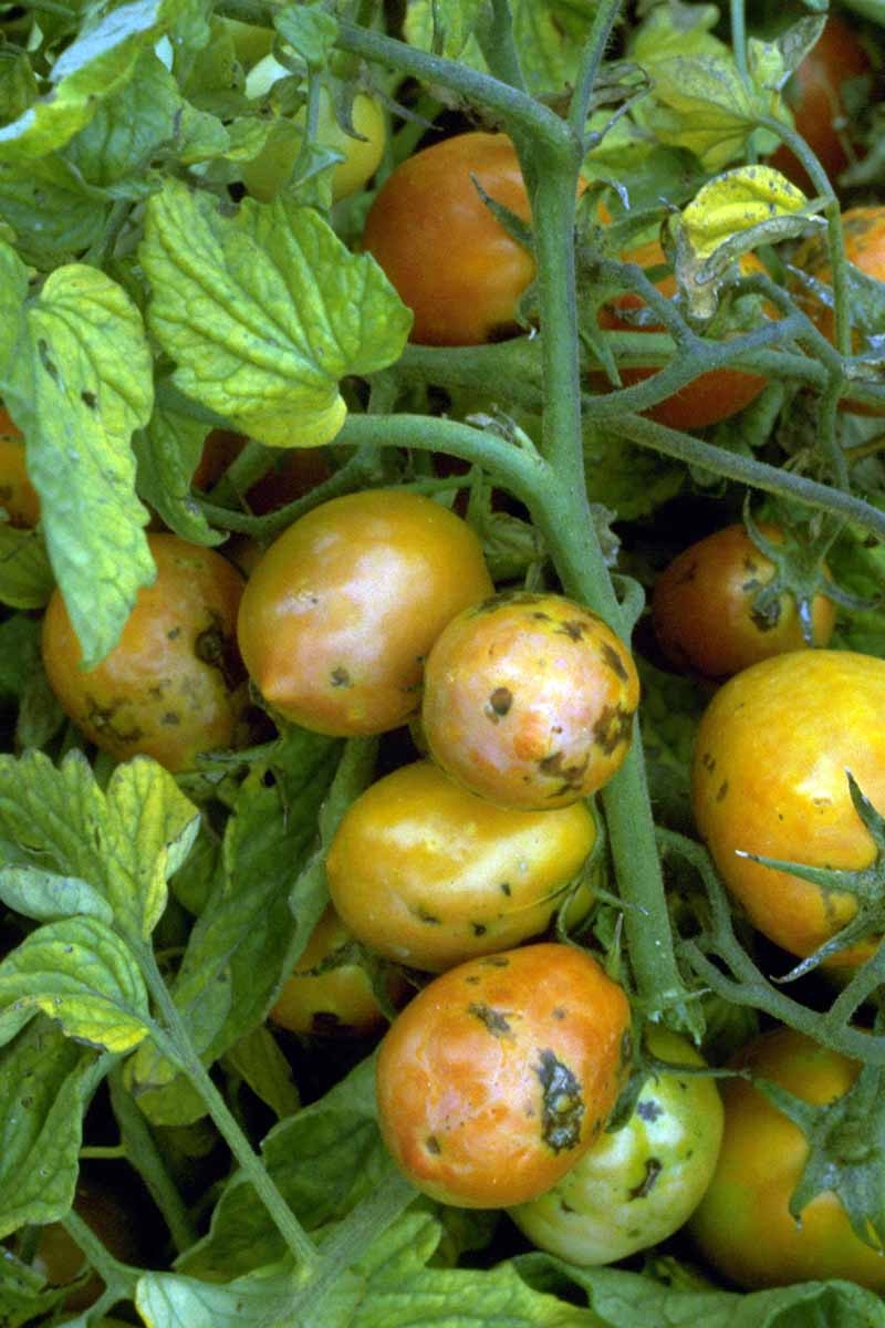 tomato fruit problems pictures