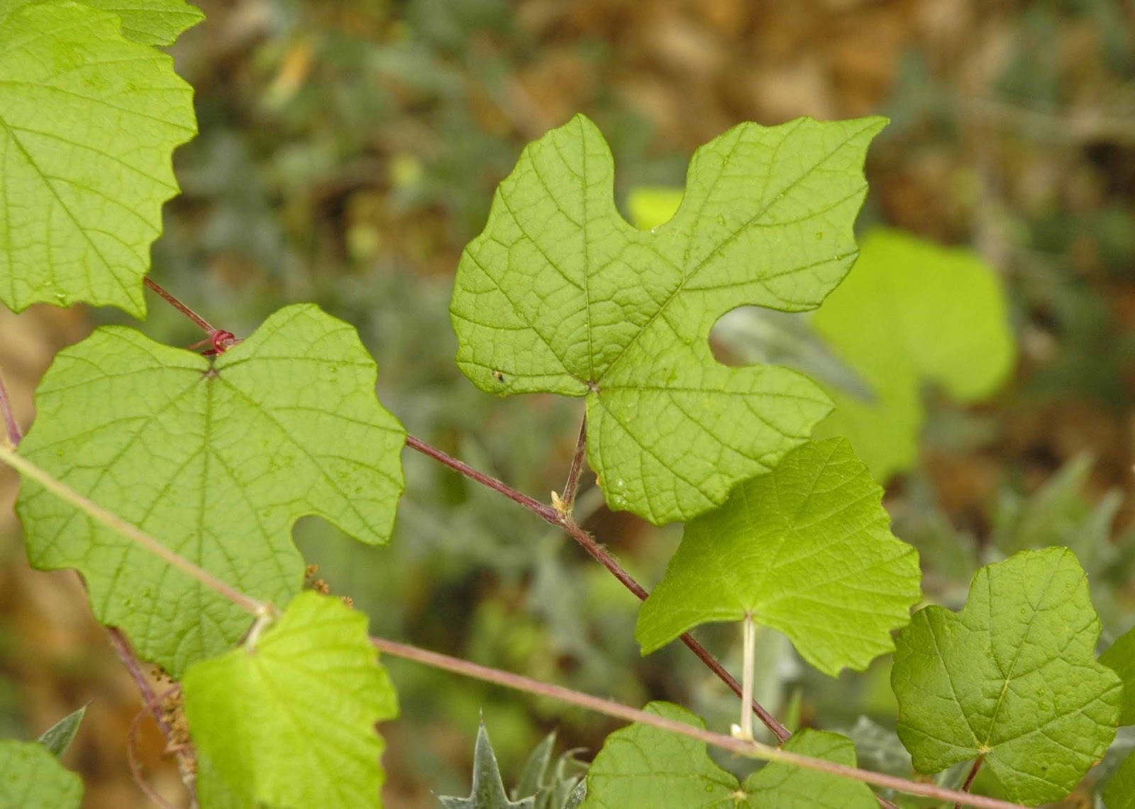 fruit leaves pictures