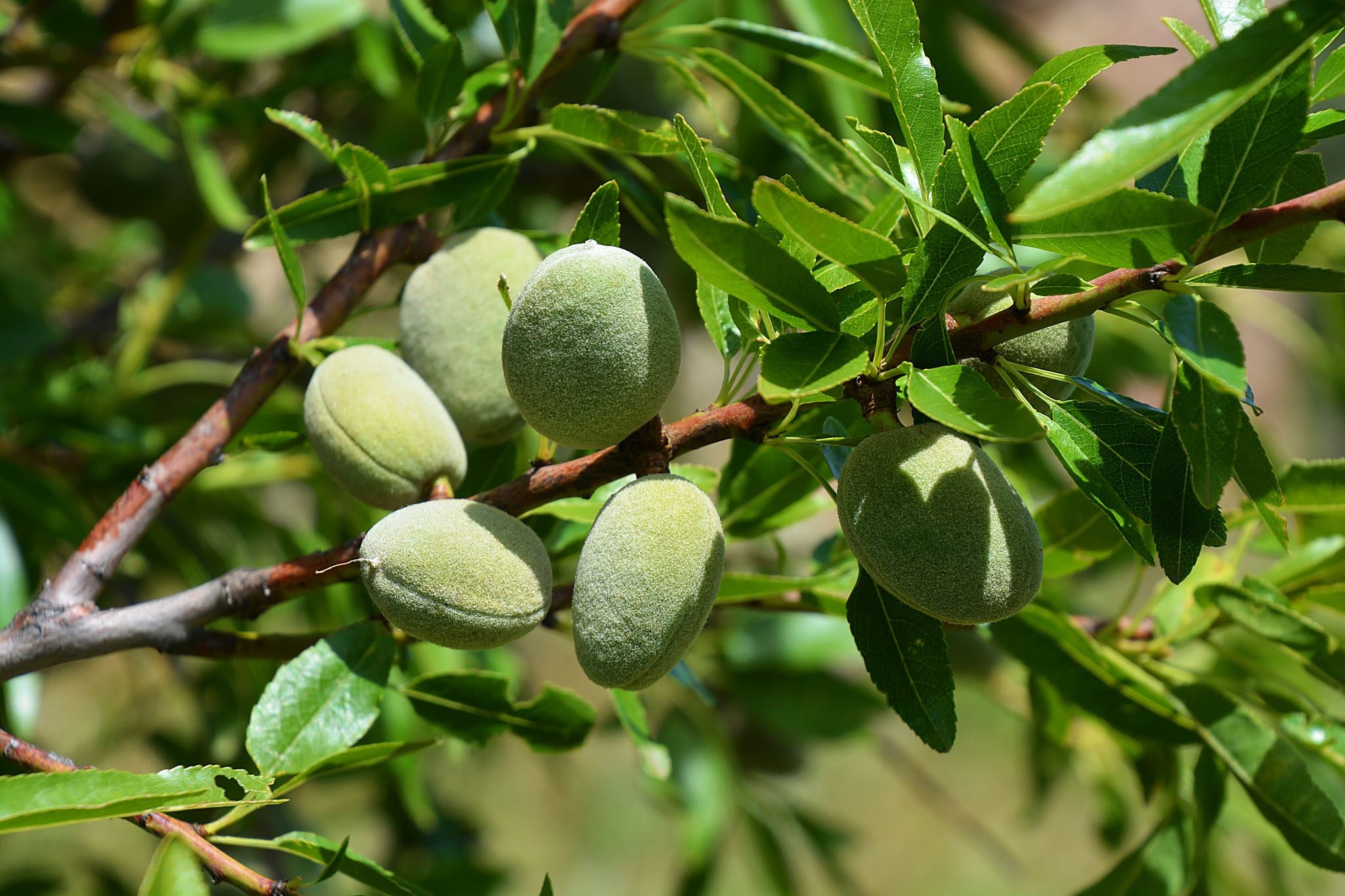 How To Plant And Grow An Almond Tree BBC Gardeners World Magazine