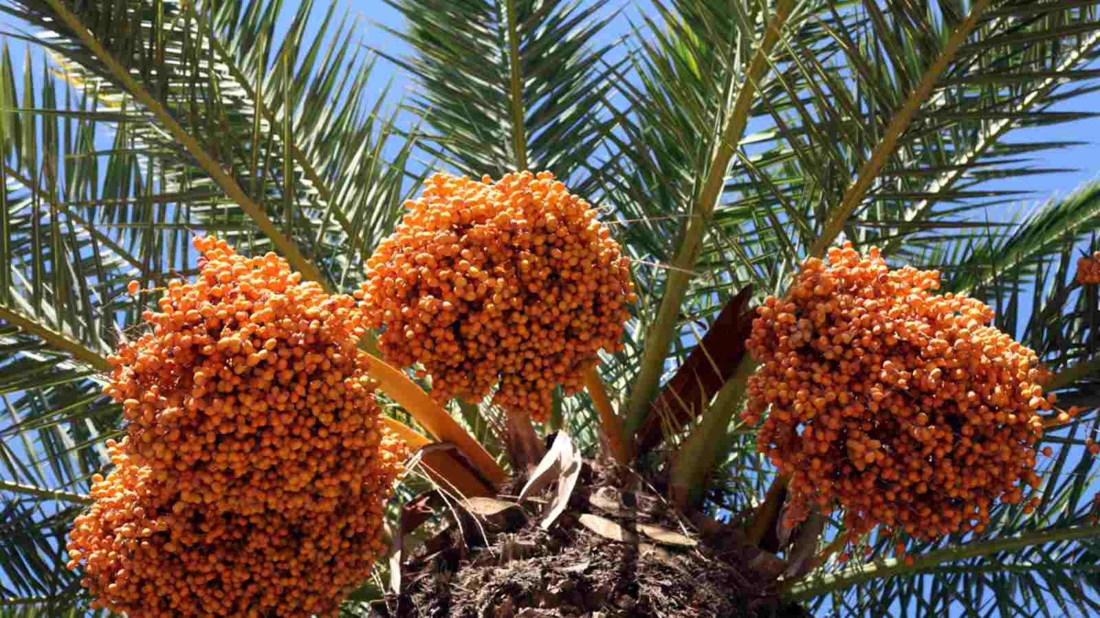 How To Plant Grow And Care For Date Palm Trees