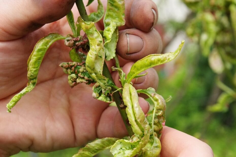 Identification Of Fruit Tree Diseases Common Disease Symptoms In