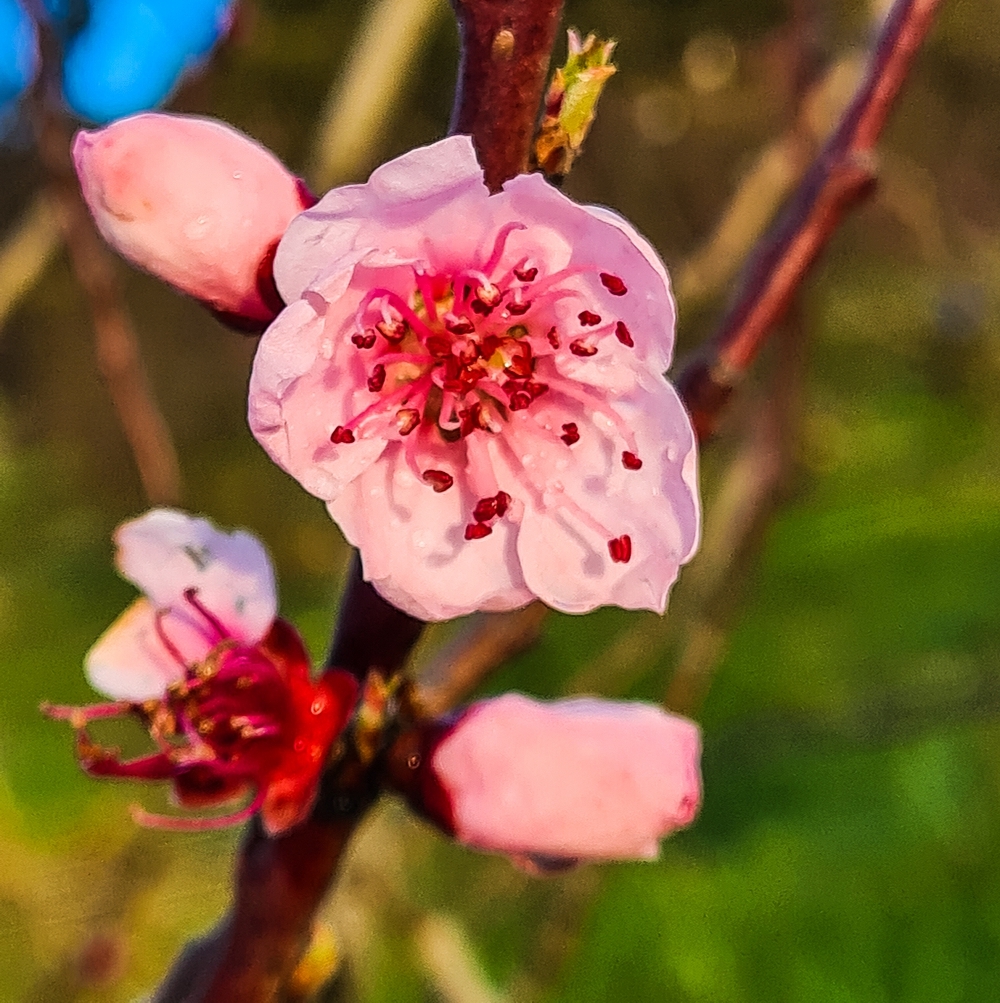 flowering fruit trees pictures