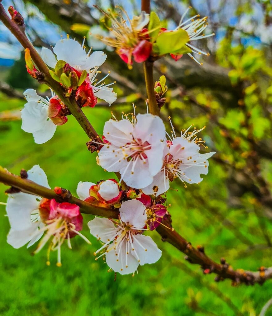 Identifying Fruit Trees By Their Flowers Grow Great Fruit