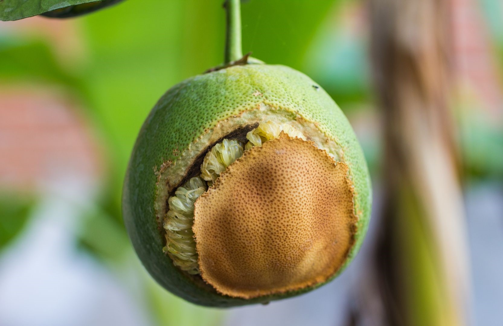 Important Citrus Diseases Caused By Fungi Wikifarmer