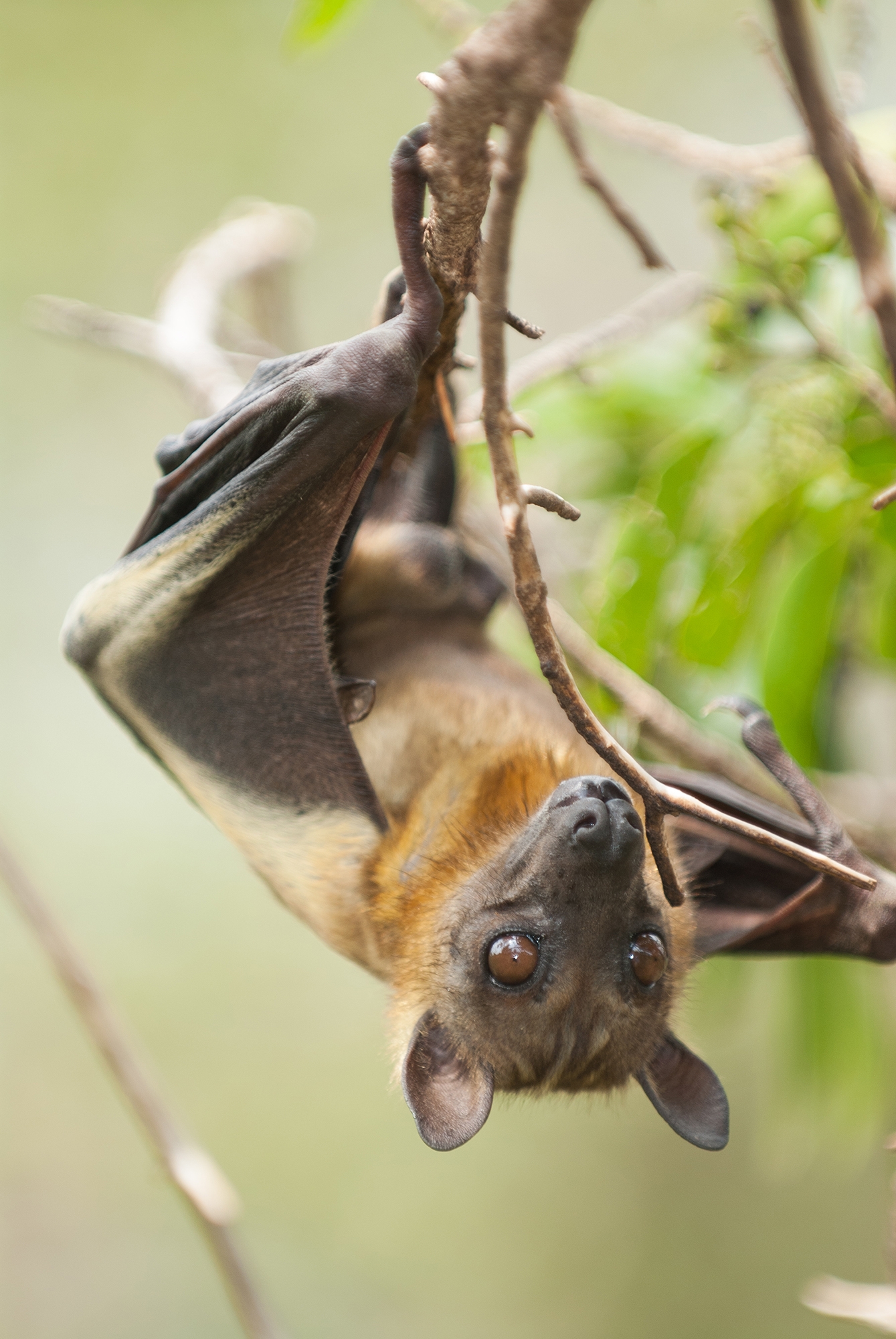 pictures of fruit bats