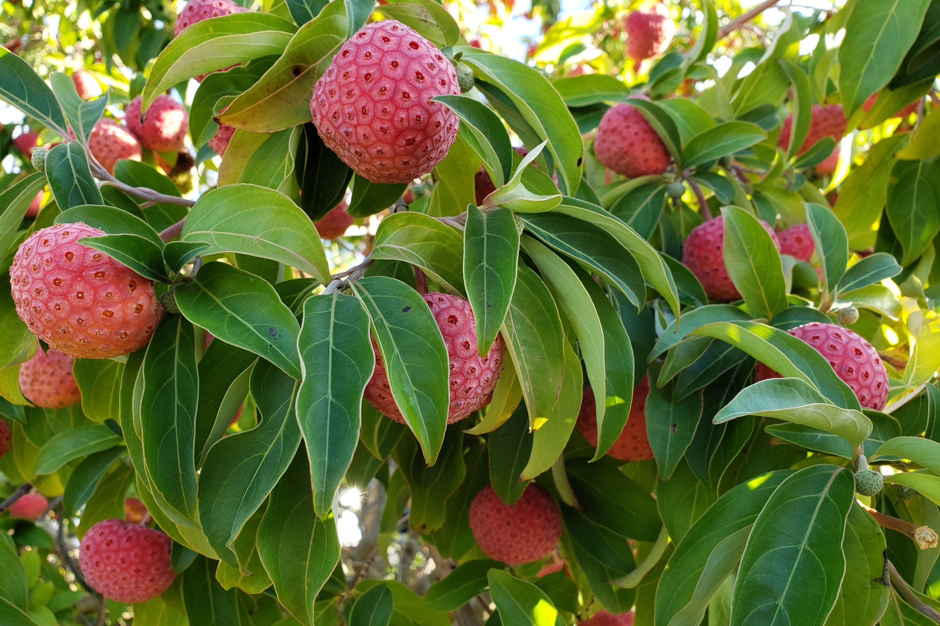 dogwood tree fruit pictures
