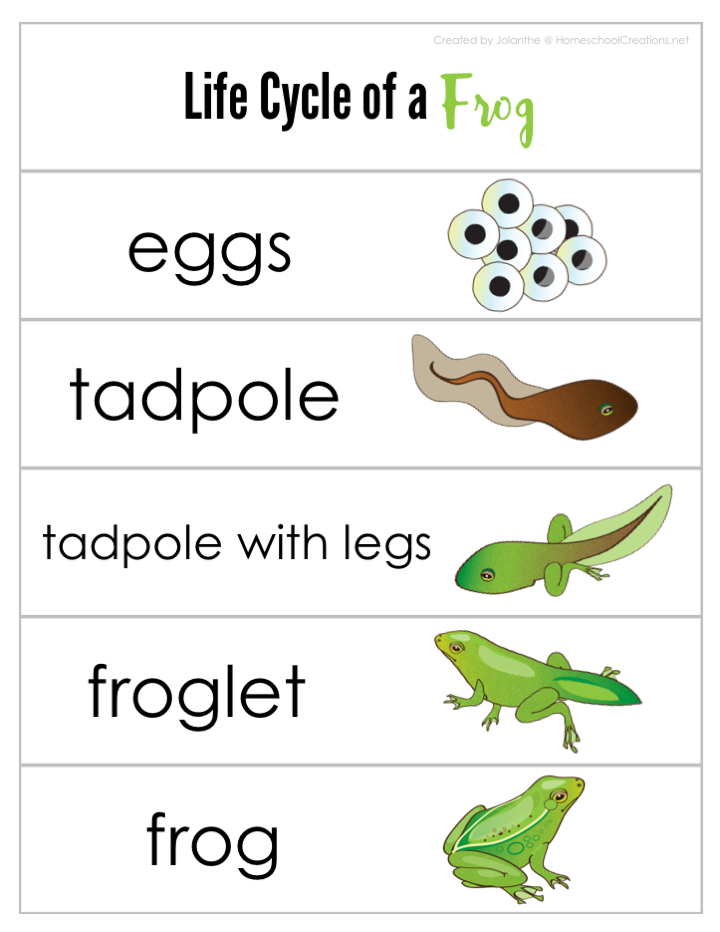 life cycle of a frog printable activities