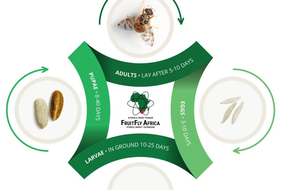 Life Cycle U0026 Identification Fruit Fly Africa