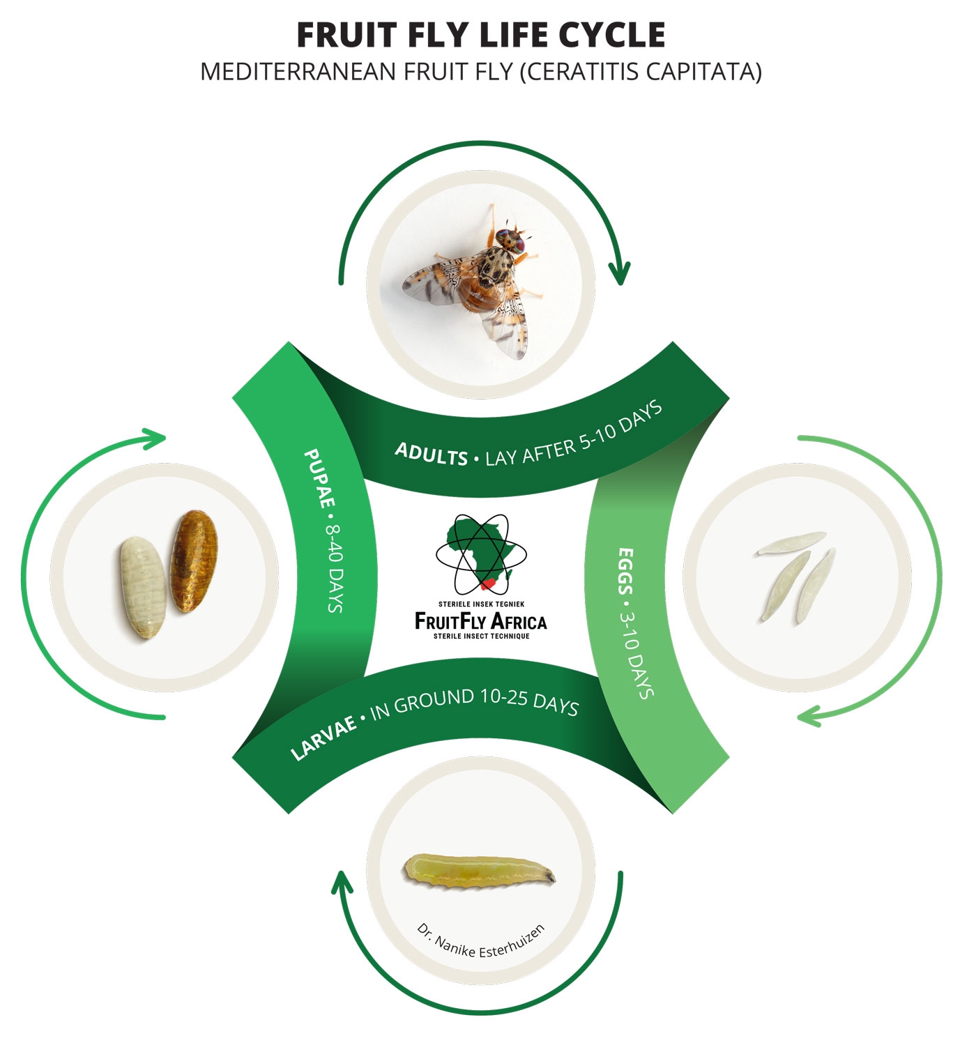 Life Cycle U0026 Identification Fruit Fly Africa