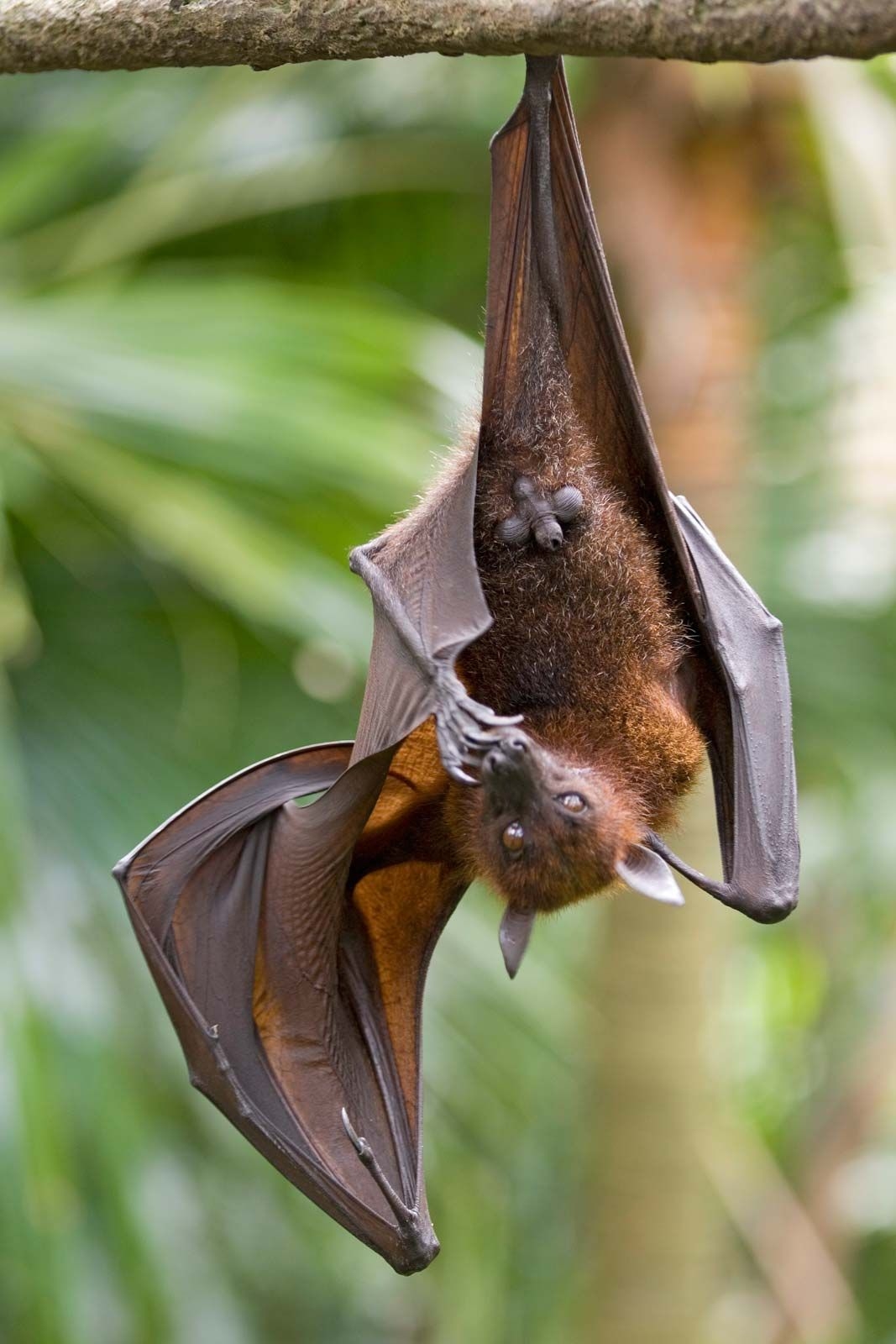 a picture of a fruit bat