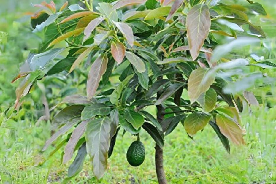 M Tech Gardens Rare Avocado