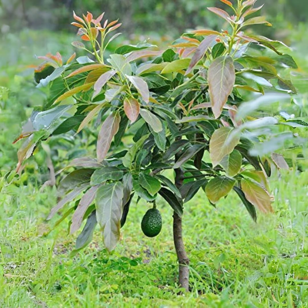 M Tech Gardens Rare Avocado 