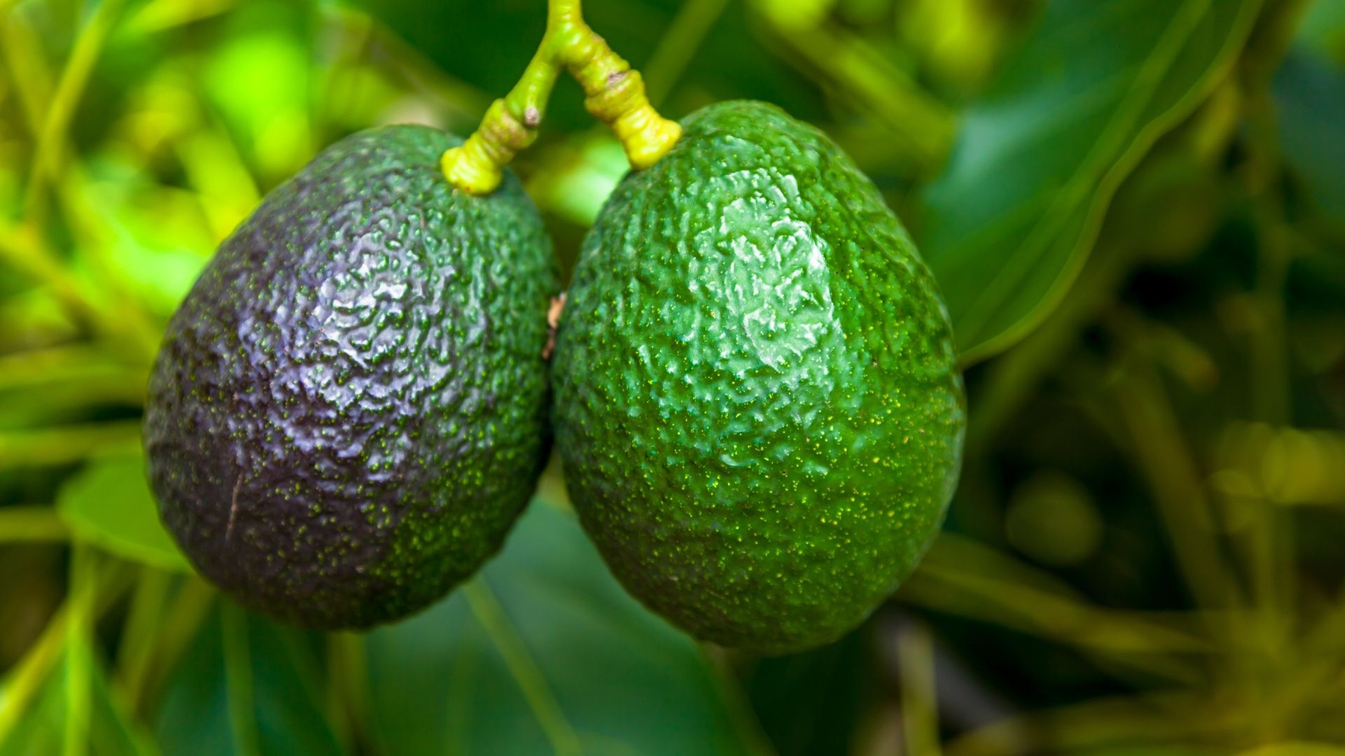 avocado fruit diseases pictures