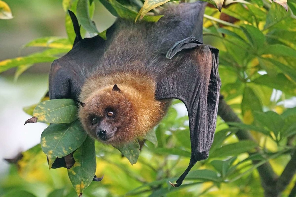 fruit bats pictures